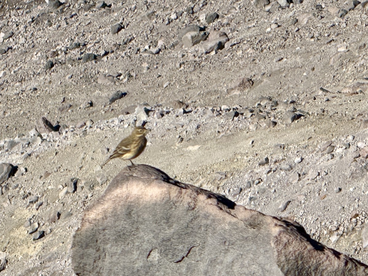 American Pipit - ML641947163