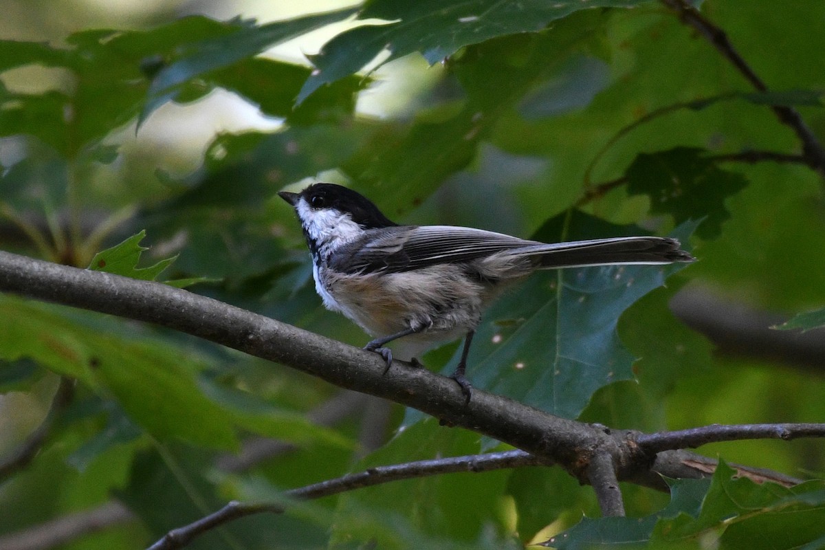 Black-capped Chickadee - ML641947176