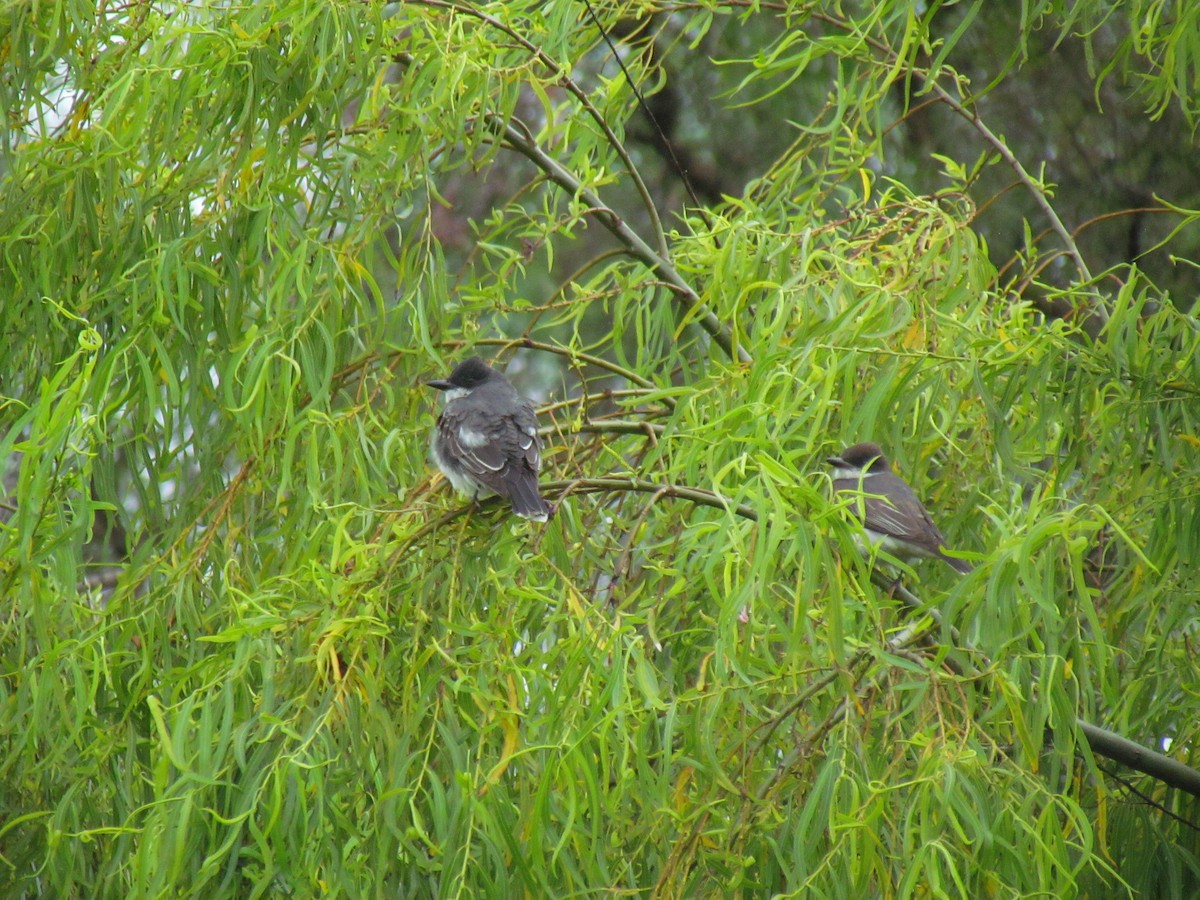 Eastern Kingbird - ML641947208