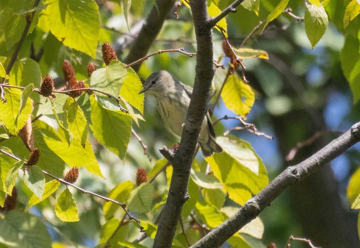 Cape May Warbler - ML641947211