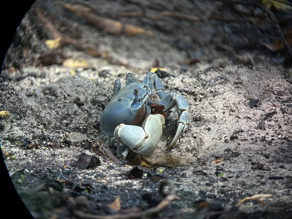 Blue Land Crab - ML641947219
