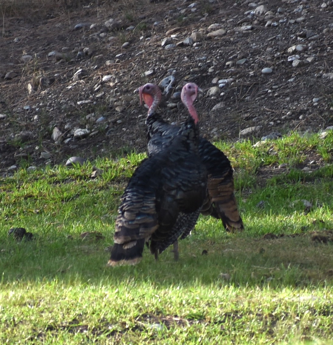 Wild Turkey - ML641947223