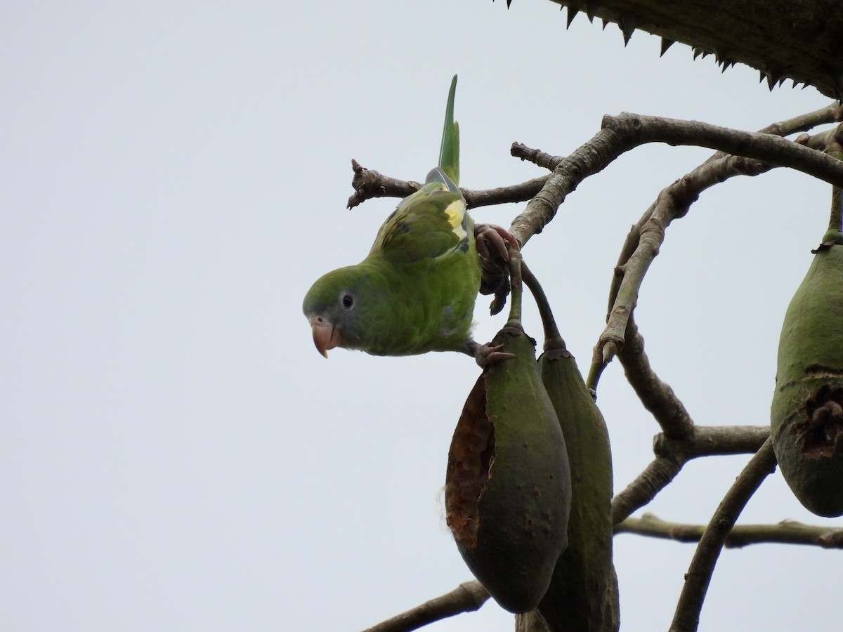White-winged Parakeet - ML641947238
