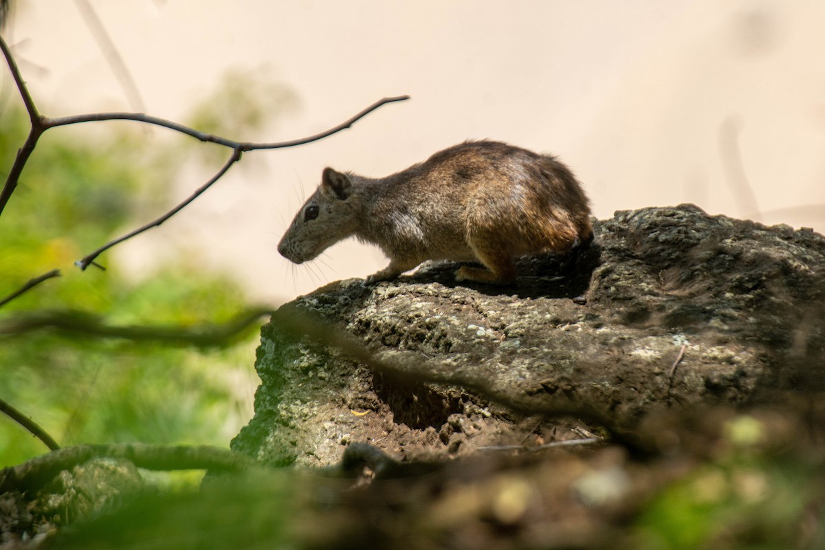 Rock Cavy - ML641947244