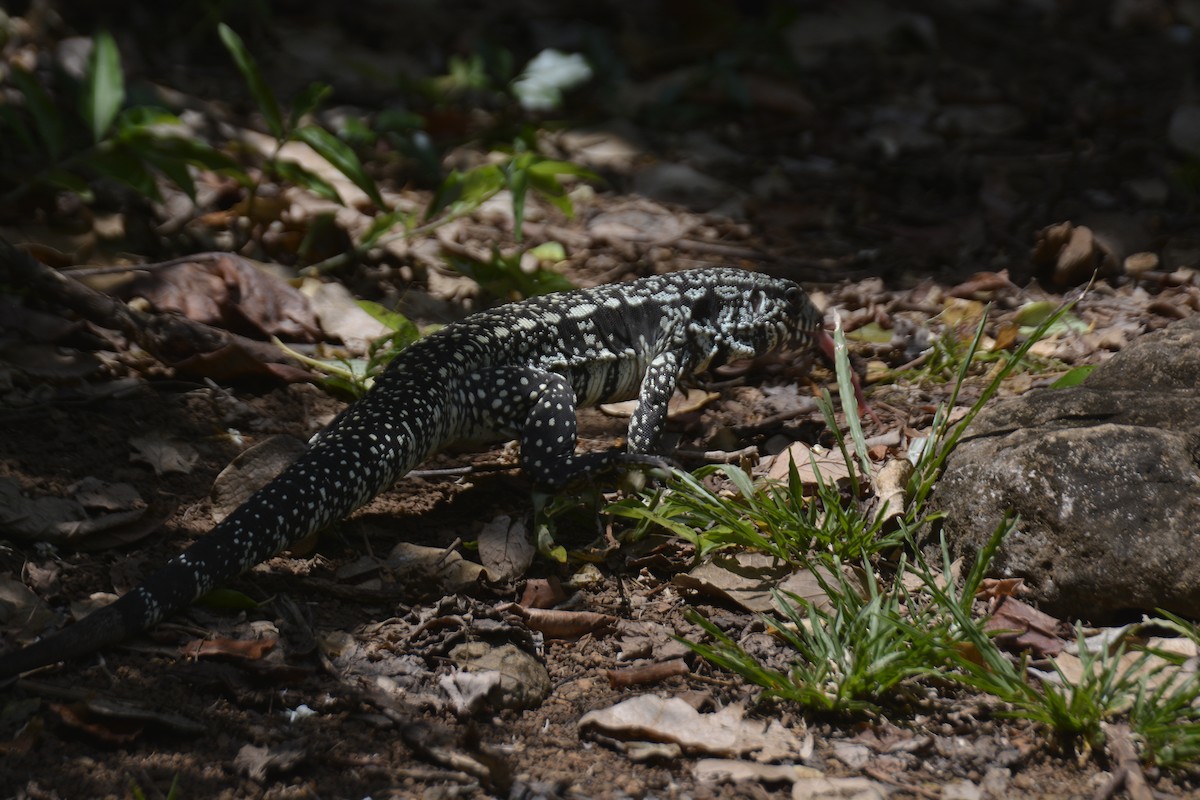 Argentine Black-and-white Tegu - ML641947245