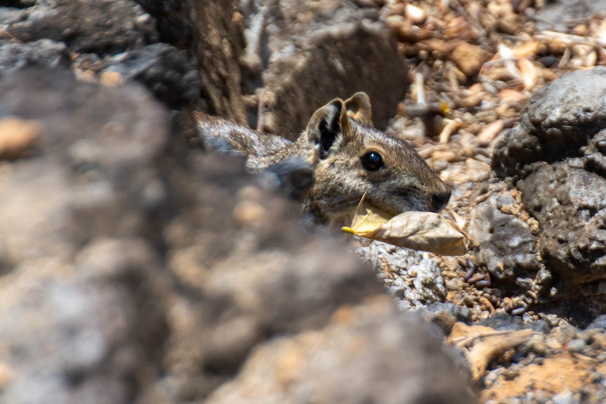 Rock Cavy - ML641947246