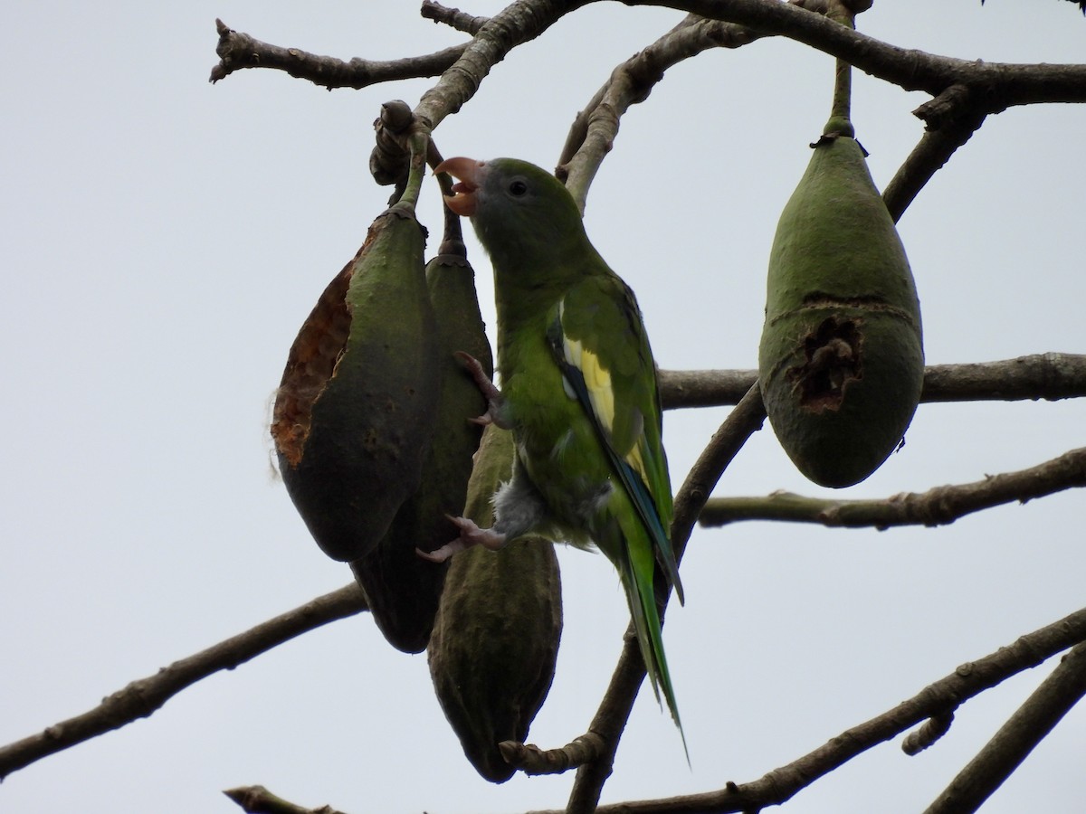 White-winged Parakeet - ML641947248