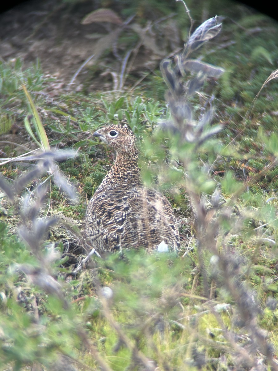 Willow Ptarmigan - ML641947249