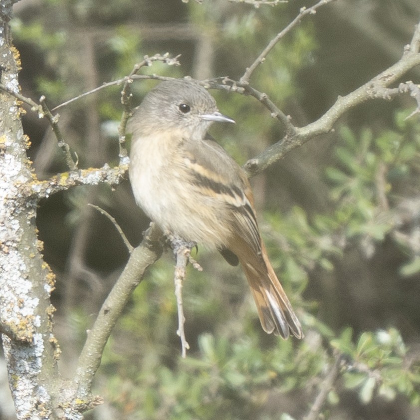 ハジロクロタイランチョウ - ML641947272