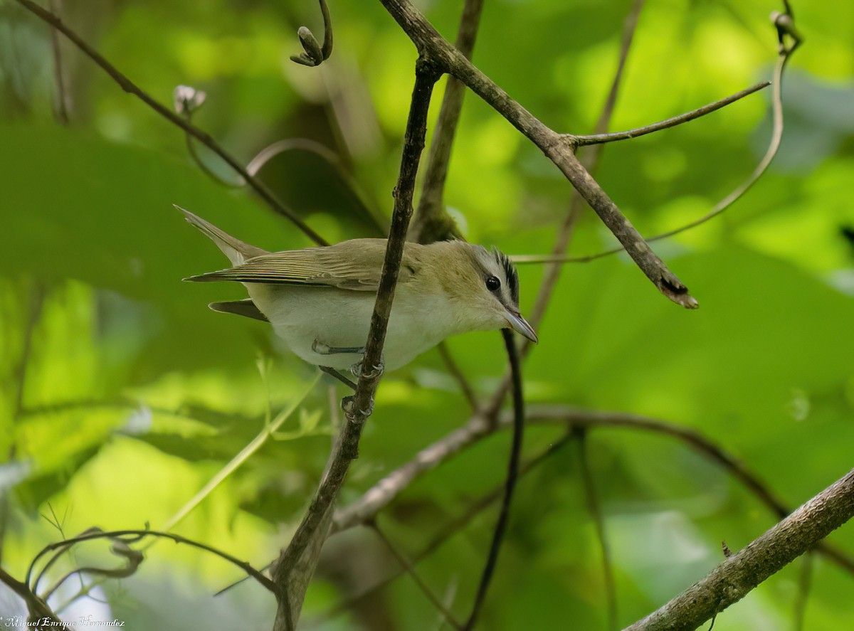 Rotaugenvireo - ML641947286