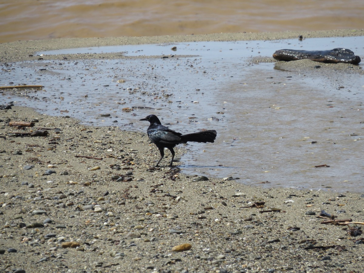 Great-tailed Grackle - ML641947287