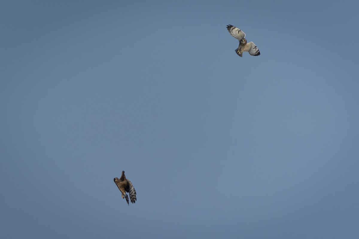 Short-eared Owl - ML641947291