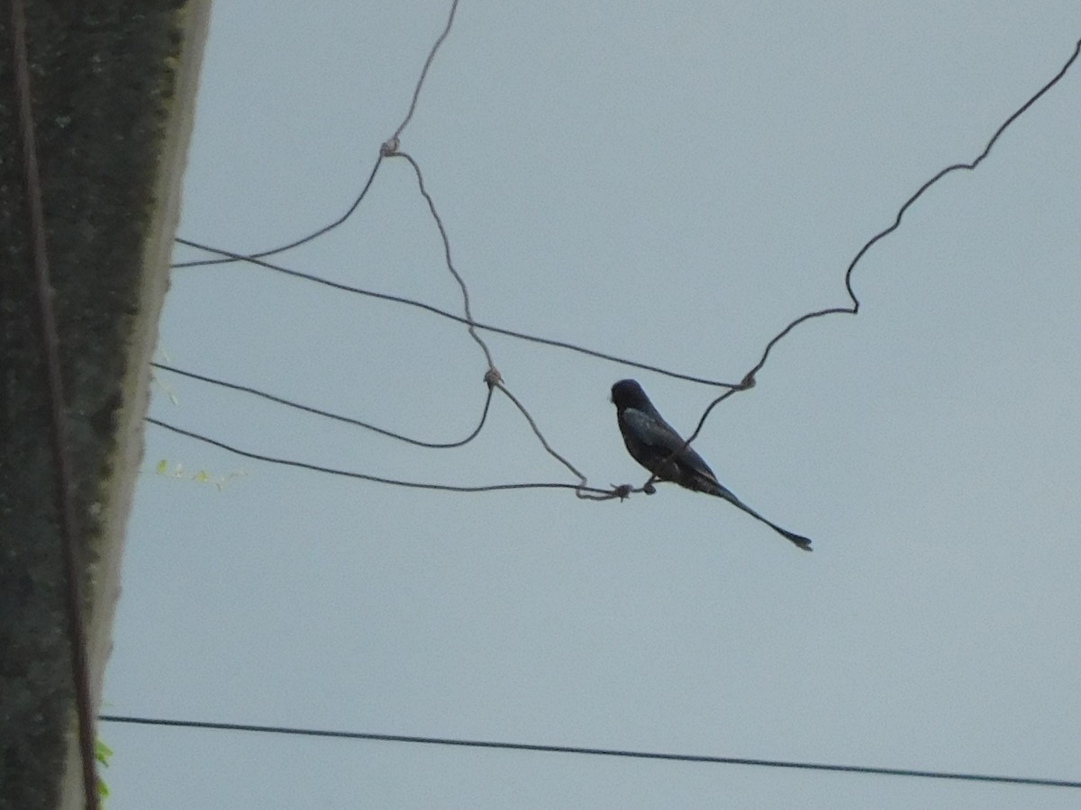 Black Drongo - ML641947297