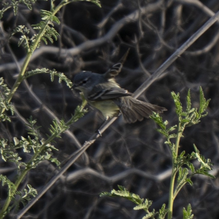 Straneck's Tyrannulet - ML641947325