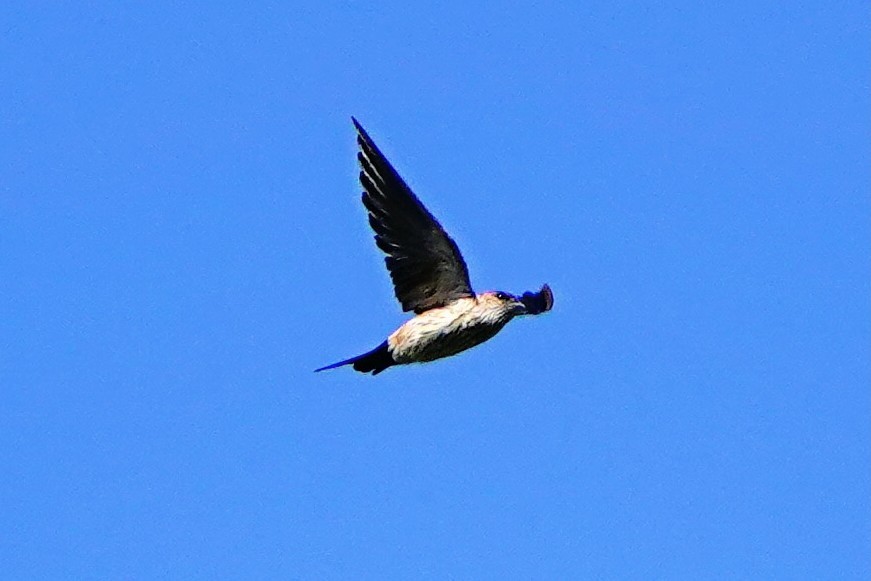 Eastern Red-rumped Swallow (Striated) - ML641947326