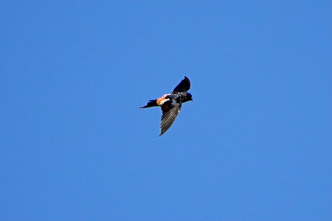 Eastern Red-rumped Swallow (Striated) - ML641947327