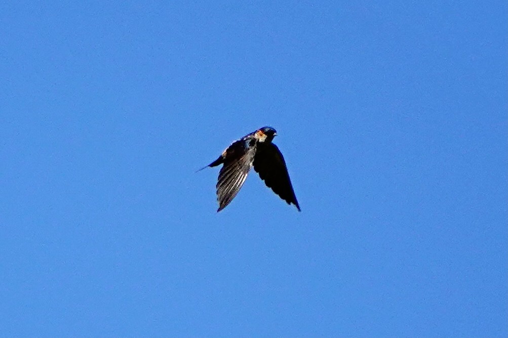 Eastern Red-rumped Swallow (Striated) - ML641947328