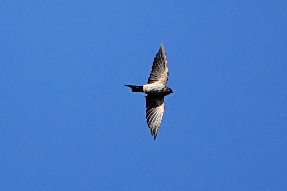 Eastern Red-rumped Swallow (Striated) - ML641947330