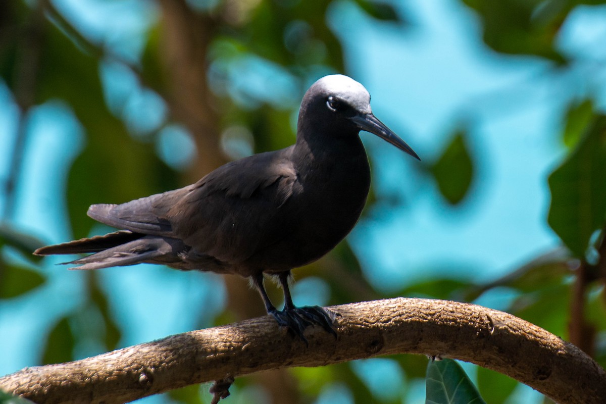 黑玄燕鷗 - ML641947347