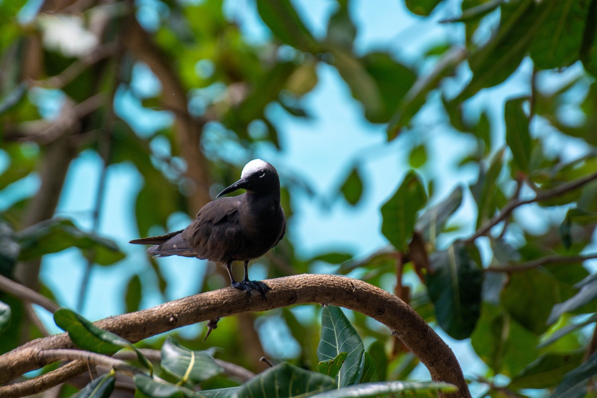 黑玄燕鷗 - ML641947348