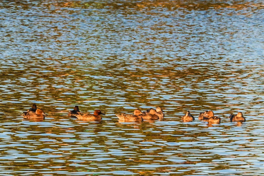 Cinnamon Teal - ML641947356