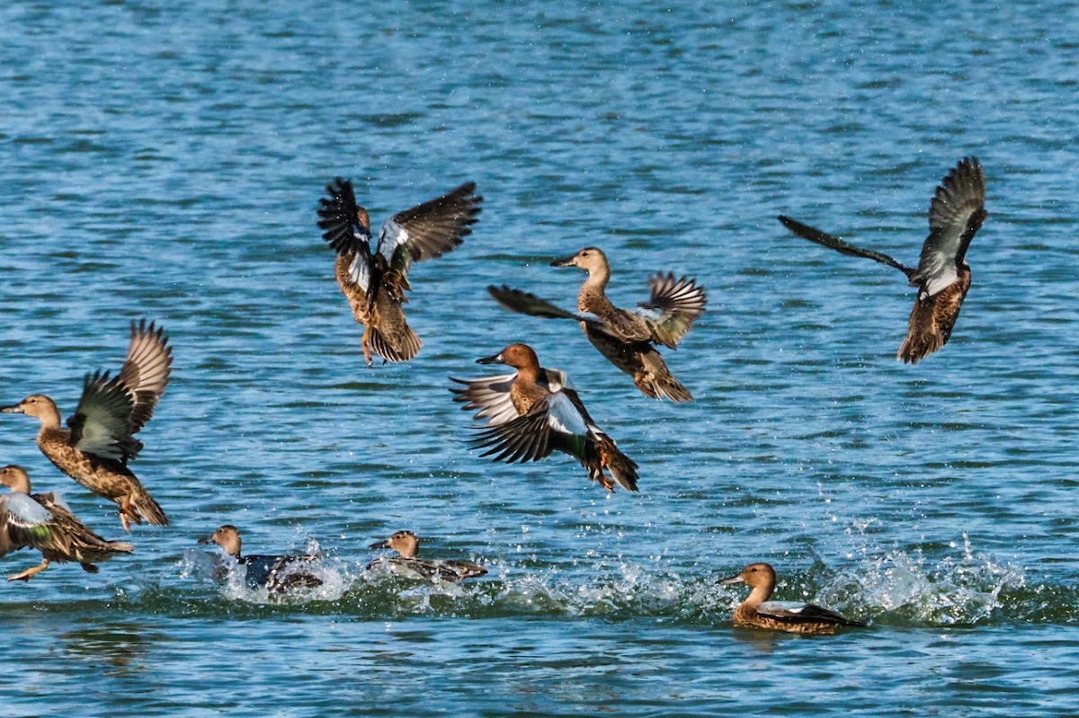 Cinnamon Teal - ML641947357