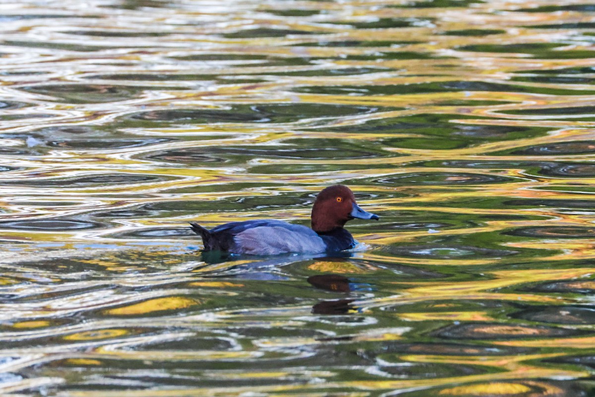 Redhead - ML641947362