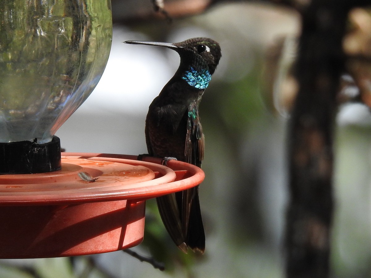 Rivoli's Hummingbird - ML641947373