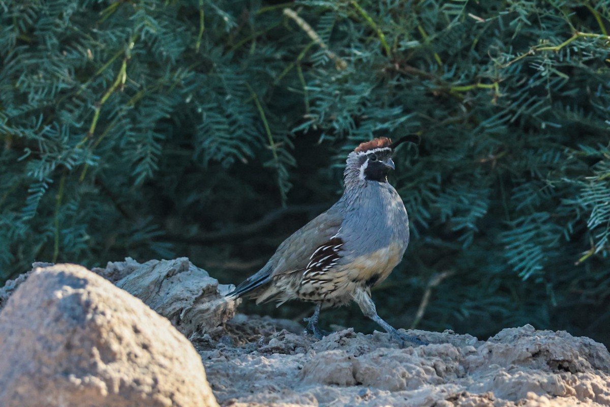 Gambel's Quail - ML641947374