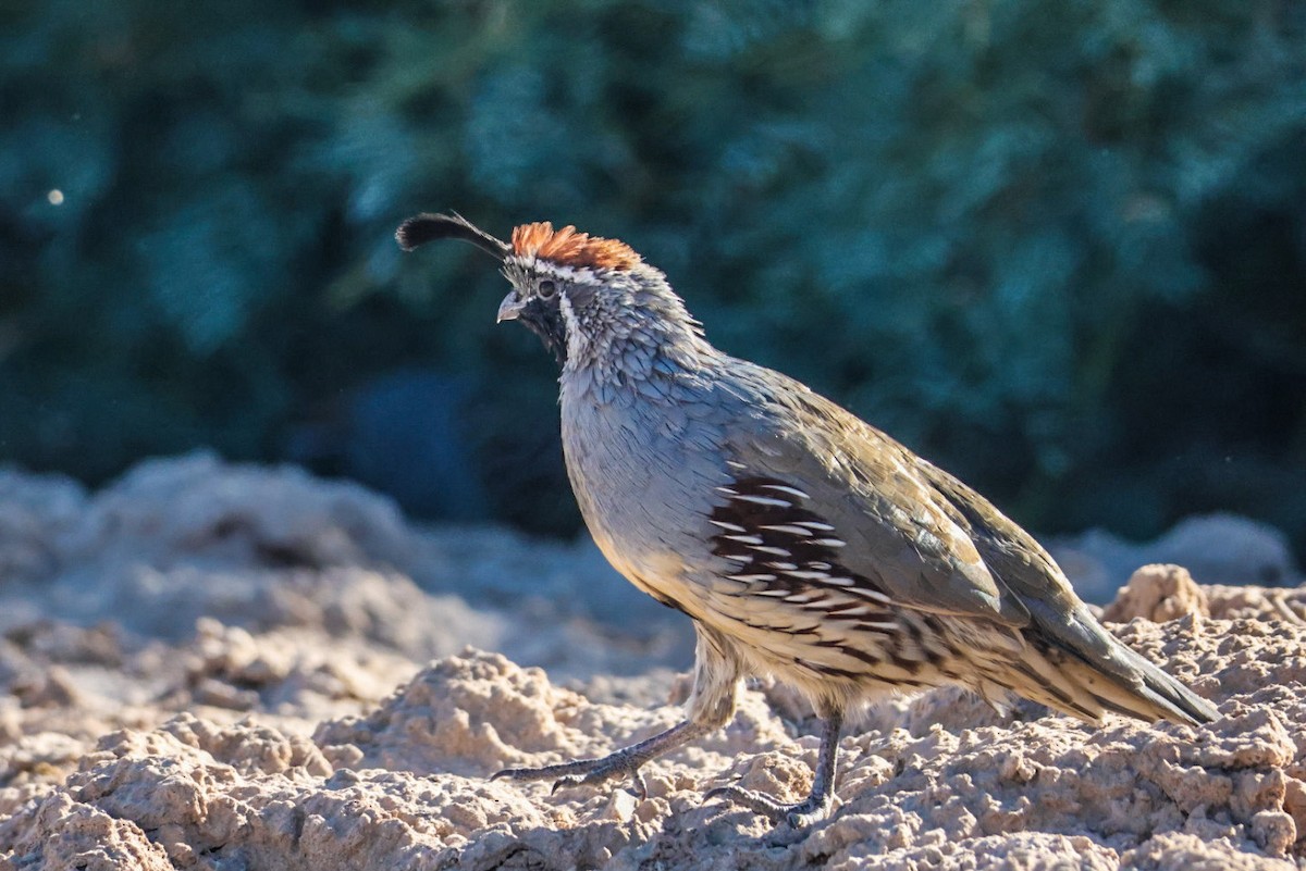 Gambel's Quail - ML641947375