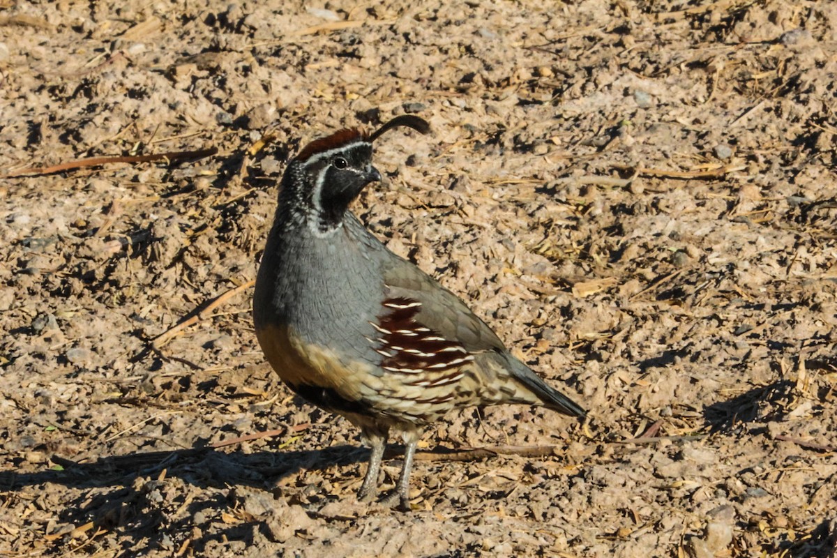 Gambel's Quail - ML641947376
