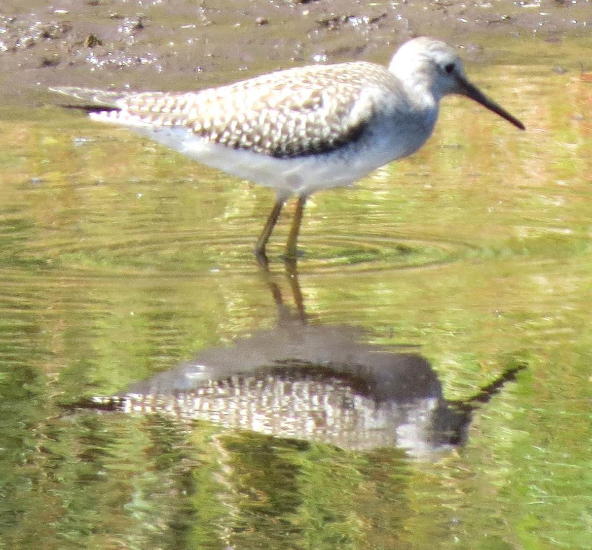Greater Yellowlegs - ML641947381