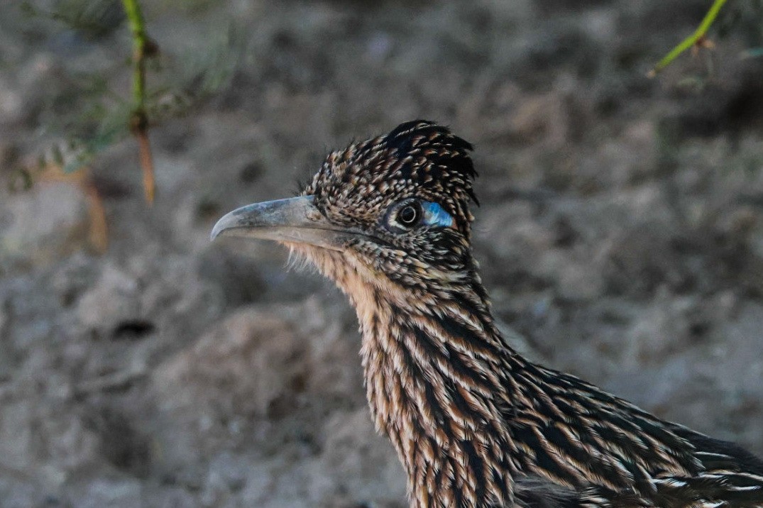 Greater Roadrunner - ML641947386