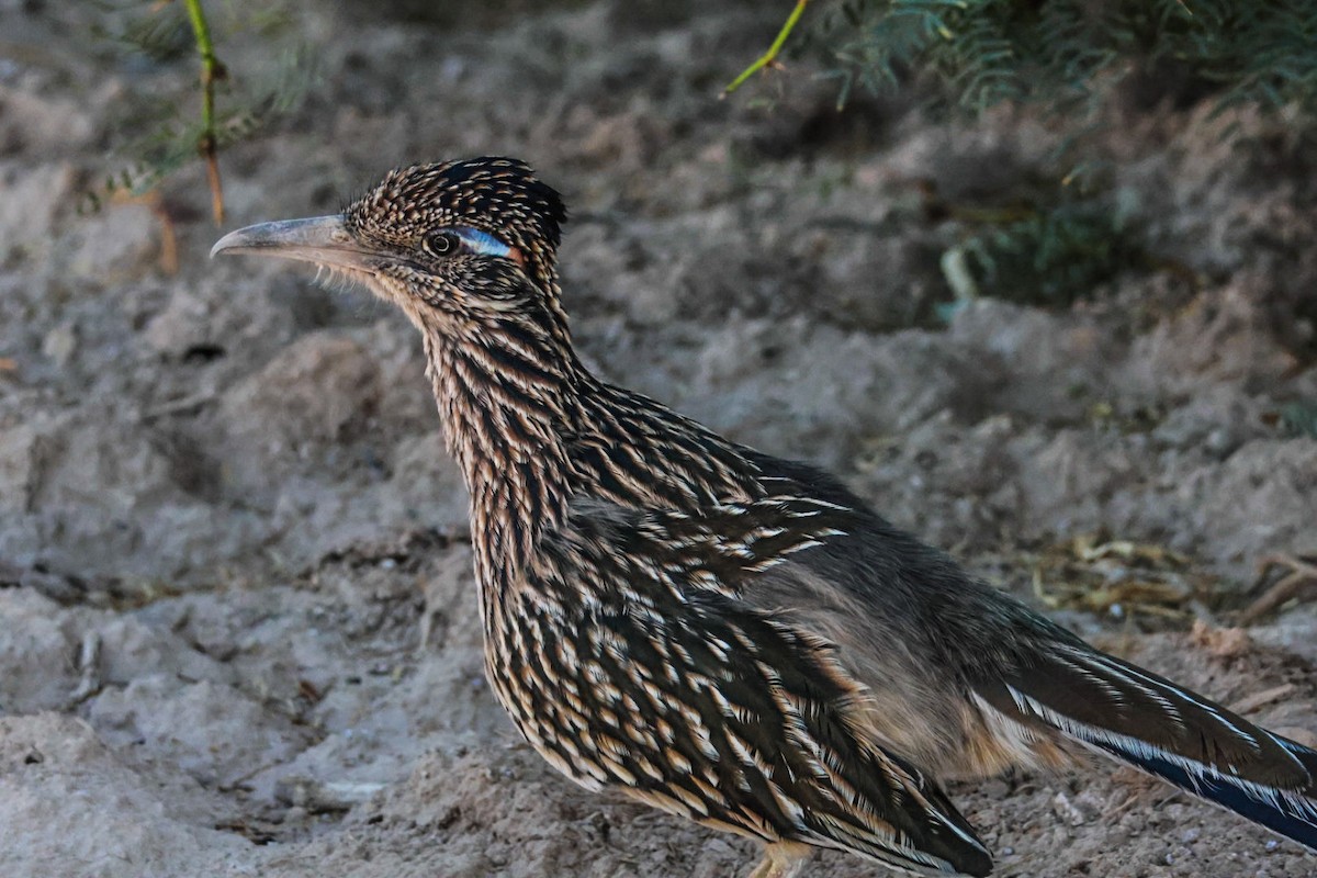 Greater Roadrunner - ML641947387
