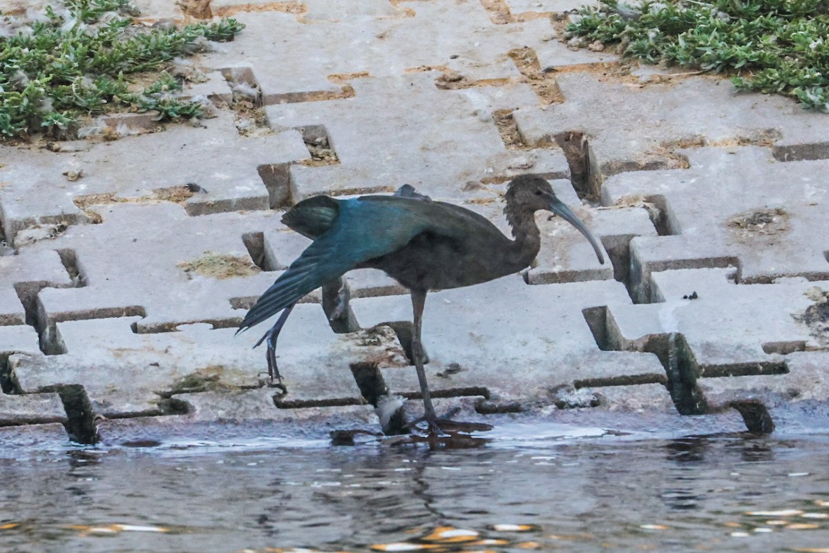 White-faced Ibis - ML641947392