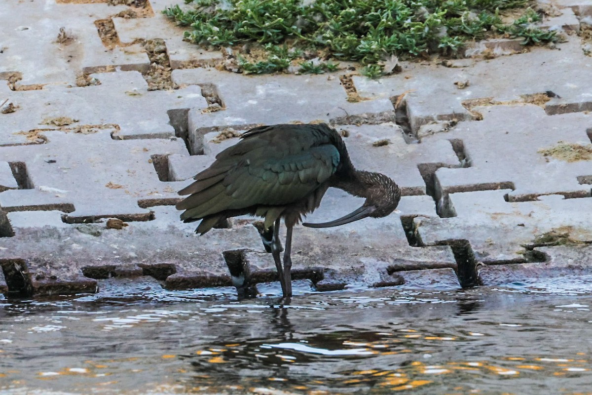 White-faced Ibis - ML641947393