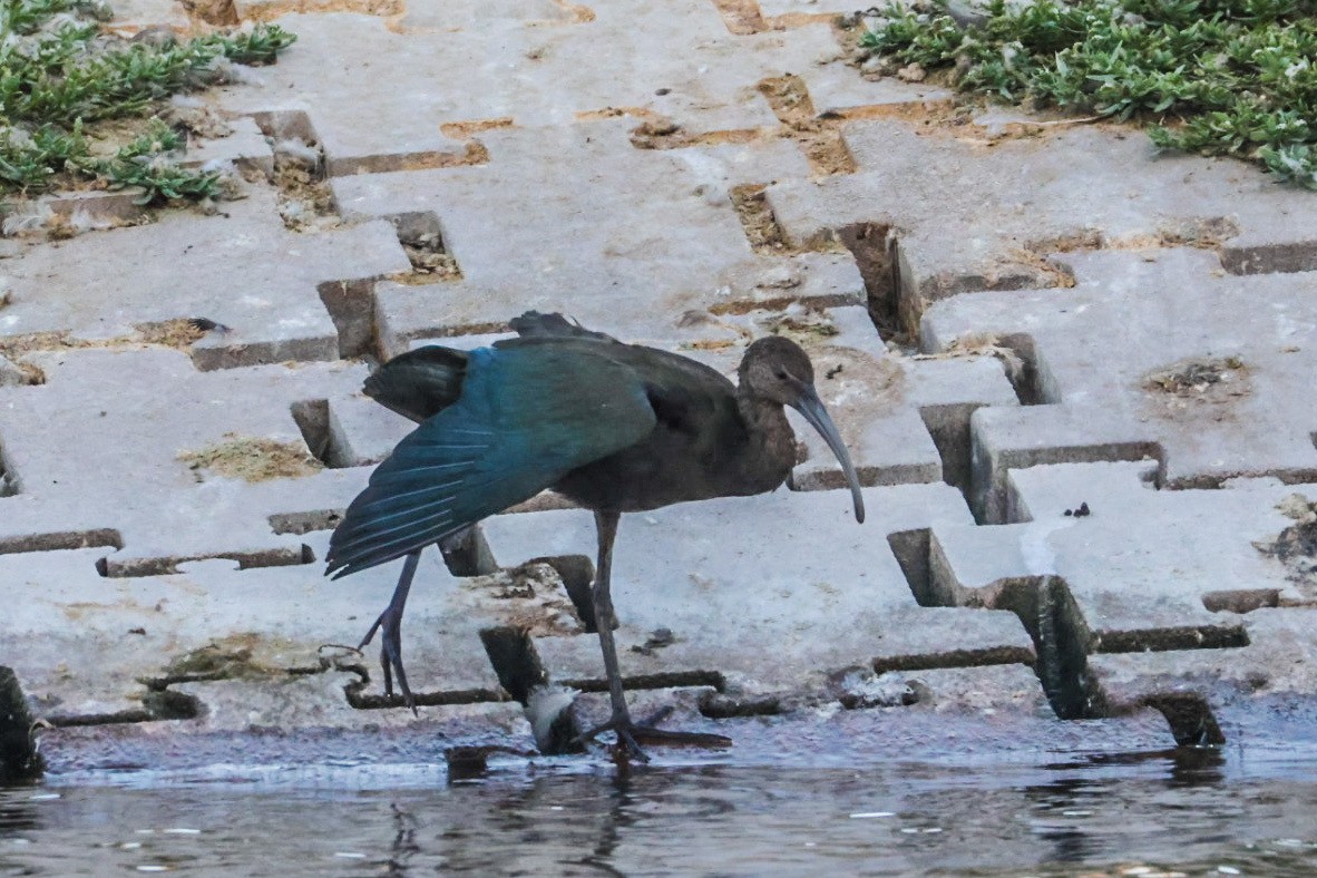 White-faced Ibis - ML641947394