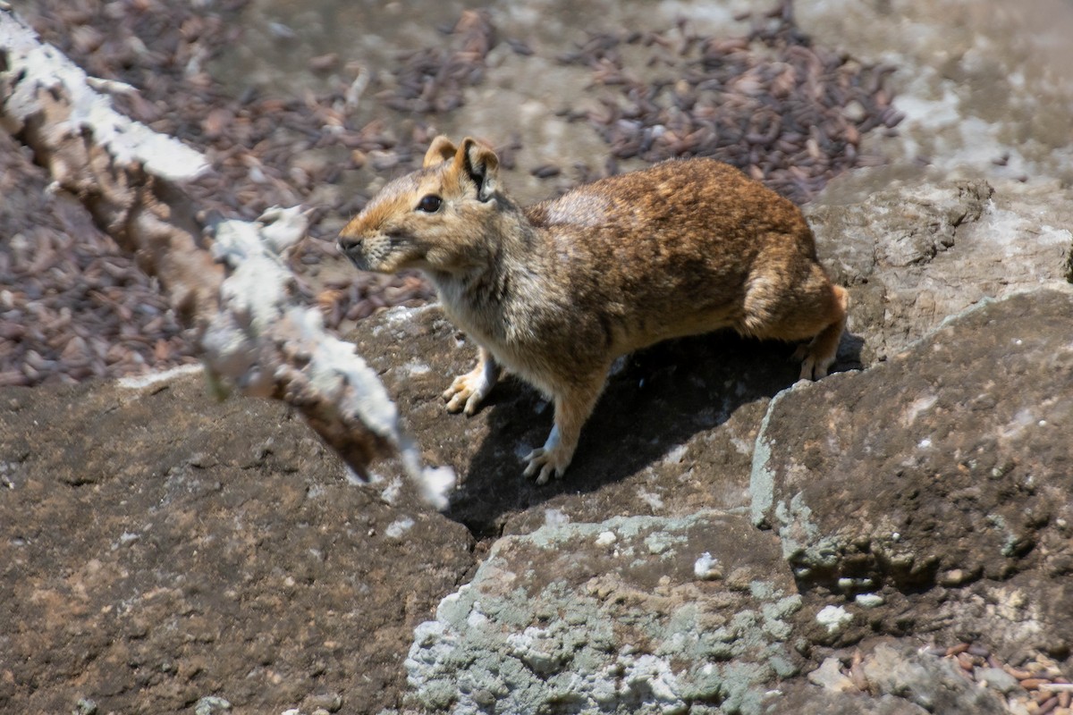 Rock Cavy - ML641947397