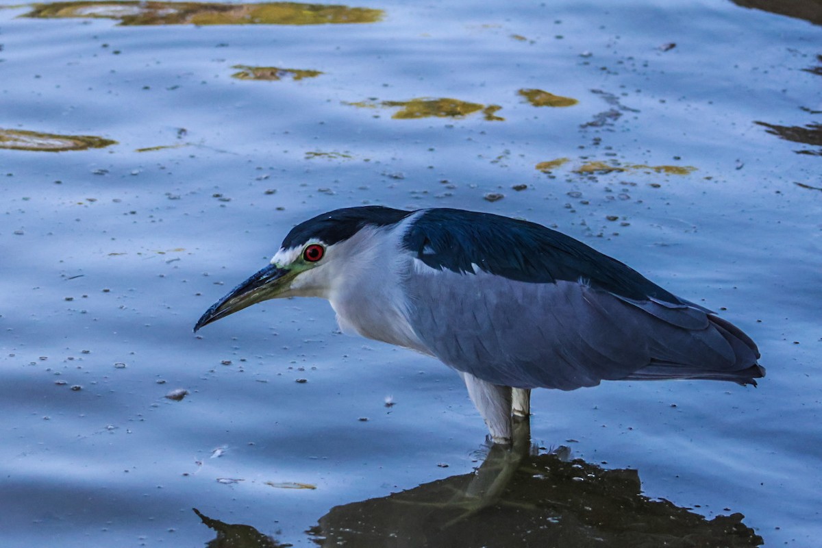 Black-crowned Night Heron - ML641947401