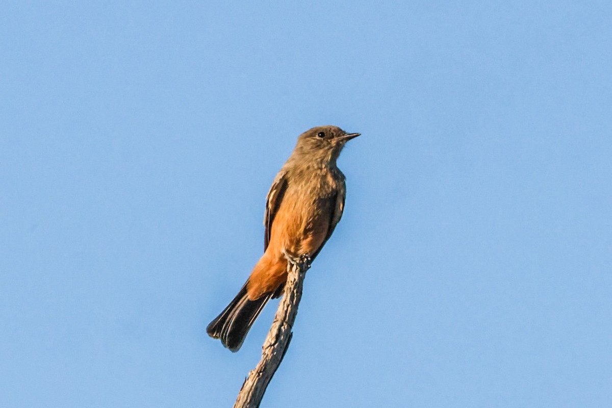 Say's Phoebe - ML641947410