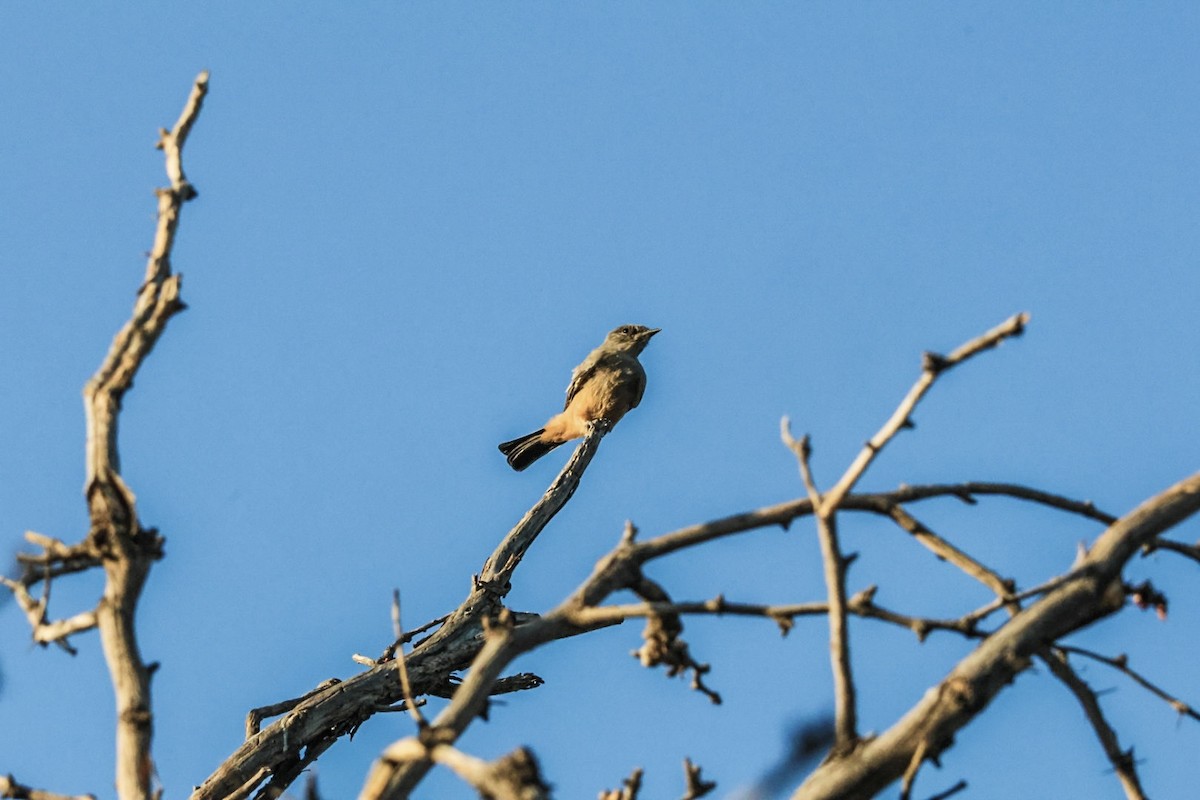 Say's Phoebe - ML641947411