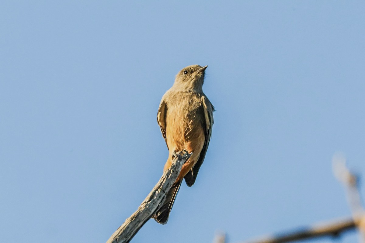 Say's Phoebe - ML641947412