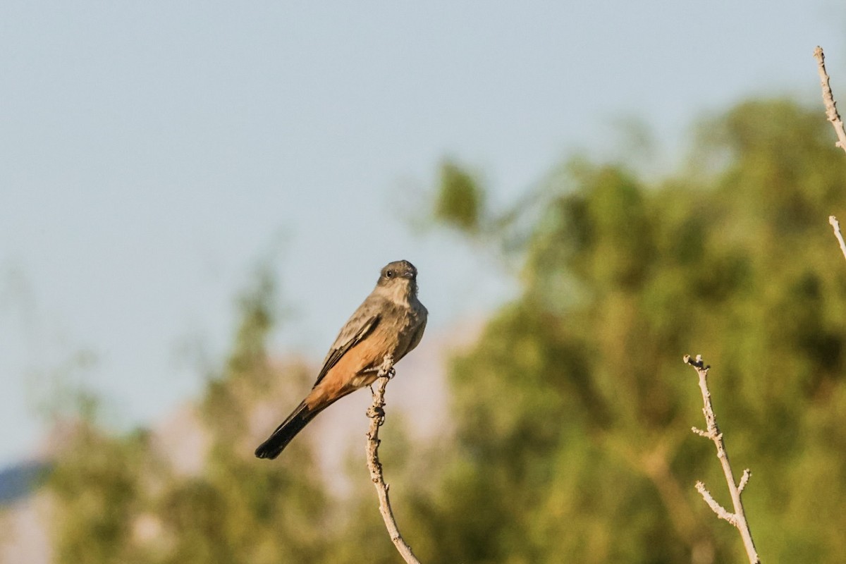 Say's Phoebe - ML641947413