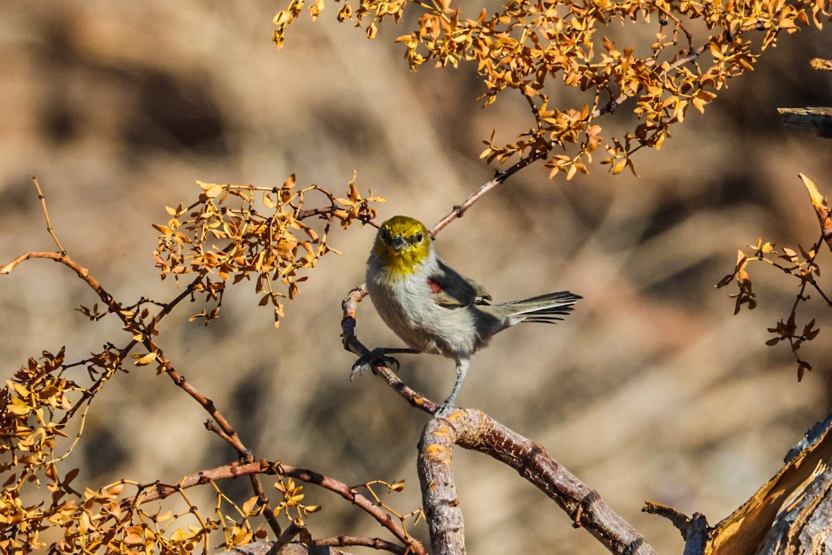 Verdin - ML641947427