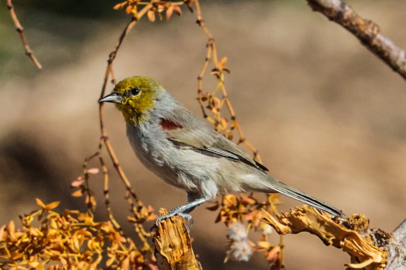 Verdin - ML641947428