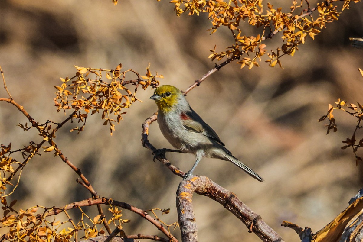 Verdin - ML641947429