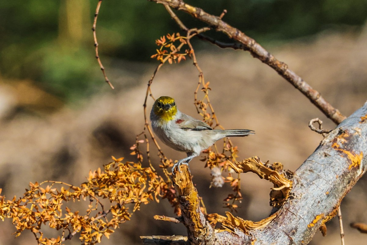 Verdin - ML641947430