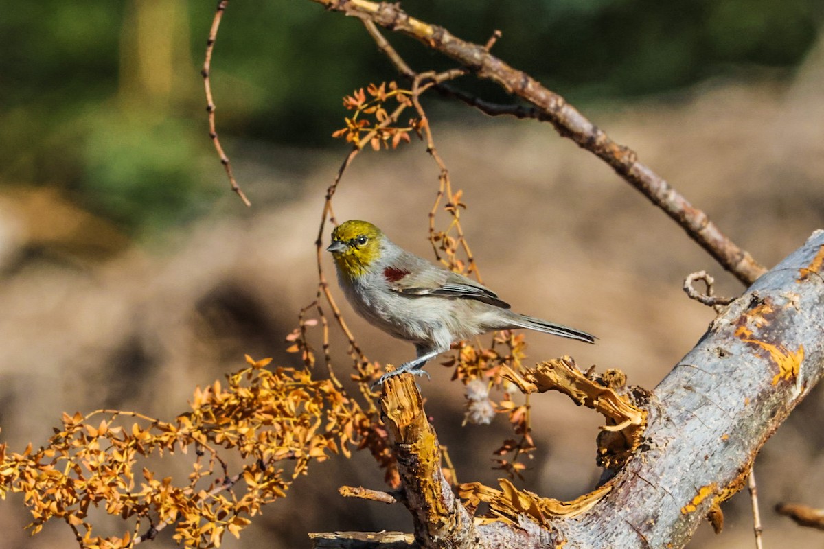 Verdin - ML641947431