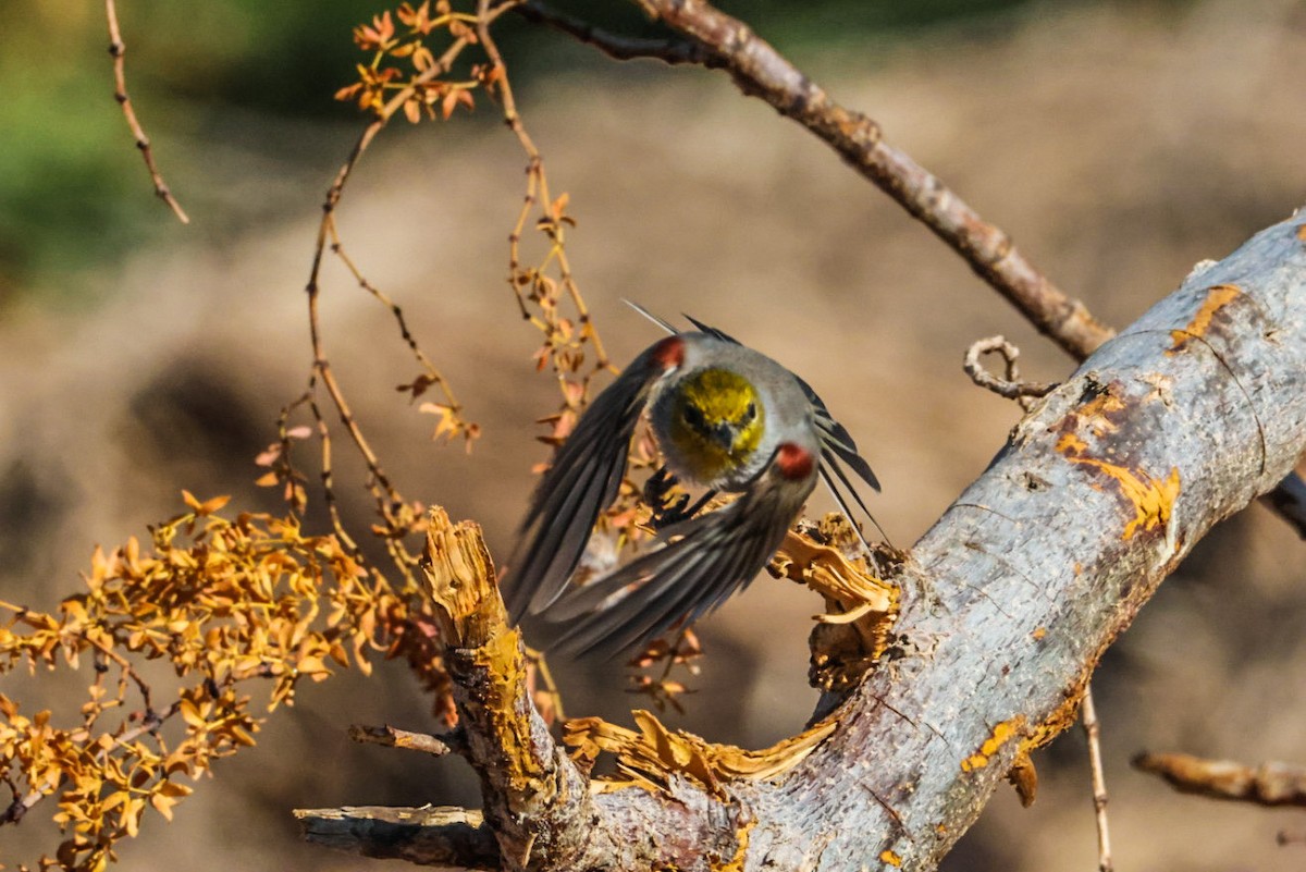 Verdin - ML641947432