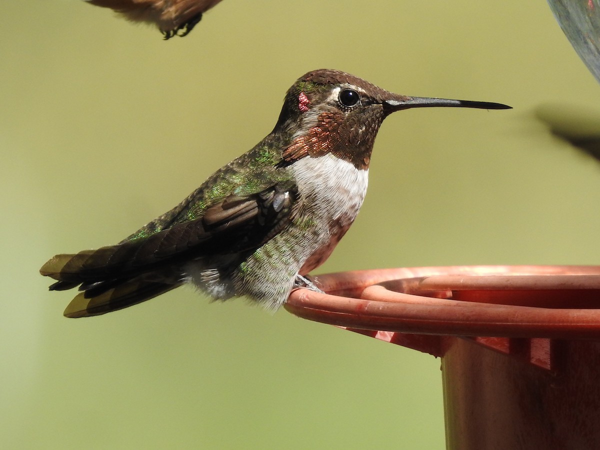 Anna's Hummingbird - ML641947433